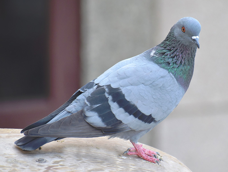 Le prix d'un pigeon voyageur s'envole à 1,6 million d'euros, nouveau