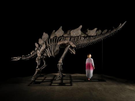 Stégosaure _ Histoire naturelle, y compris Apex le stégosaure _ Science _ Sotheby's Matthew Sherman